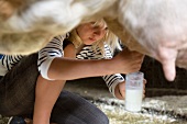 girl milking cow by hand