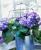 Violet hydrangeas and a globe shaped wire plant support in a flower pot