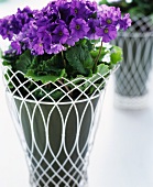 Violet geraniums in a plant pot with decorative white metal wicker pot