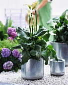 Calla lily in a pot and hydrangeas on white gravel