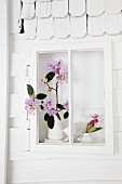 Rhododendron (variety: 'Albert Schweitzer') in window niche of white-painted model house