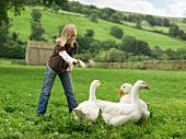 Girl Feeding Geese