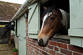Stable with exposed brickwork, closed stable door and horse looking out of window with shutters