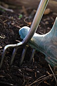 Treading a garden fork into the soil