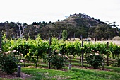 Low rose bushes in front of rows of grapevines and a small hill in the background