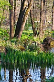 Laubwald mit Gewässer im Frühling
