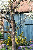 Blooming fruit tree in a Spring garden