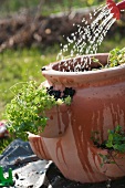Watering herbs in a terracotta pot
