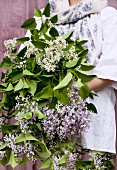 Magnificent bouquet of lilac