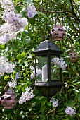 Candle lantern in garden amongst flowering lilac