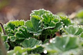 Close up of lady's mantle with dew drops on the leaf edges