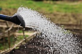 Close up of water coming out of a watering can