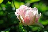 Close up of a variegated pink and white peony