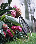 A bicycle leaning against a hydrangea bush