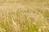 View of a grassy meadow