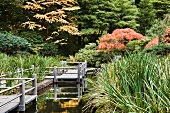 Wooden path along a Koi pond in a Japanese garden in Portland