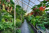 Tropical plants in an open greenhouse in Seattle