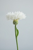 A white cornflower