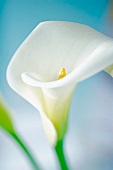 A calla lily
