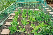 Neat vegetable patch with protective netting
