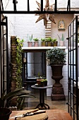 Potted plants in courtyard