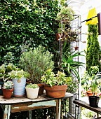 Potted plants on old wooden table next to wire grid shelving on terrace