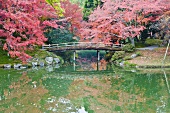 Enchanting park with colourful autumn leaves above a green pond