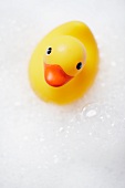 Yellow rubber duck in bubble bath