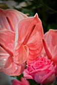Pink flamingo flower and rose