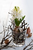Hyacinth with bulb and short twigs in drinking glass