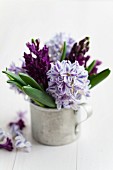 Hyacinths in zinc mug