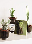 Cacti in glass pots and stacked series of books
