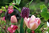 Schachbrettblume und rosa Tulpen im Frühlingsgarten