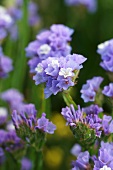 Sea lavender with lilac and white flowers in garden