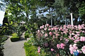 Rose arch and sumptuously flowering rose bush in gardens with topiary hedges and clearly defined paths