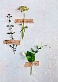 Flowering herbs and pea shoot stuck to wall with labelled masking tape