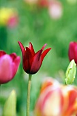 Red tulip in sunshine