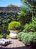 Topiary box bushes in pots on wooden terrace