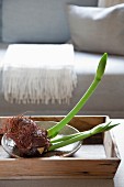Dish of amaryllis shoots and bulb on wooden tray on table in front of sofa