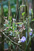Sweet pea plant with flowers and seed pods