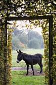 Donkey in paddock seen through climber-covered gate