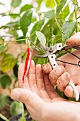 Gardener cutting a chilli pepper from the plant