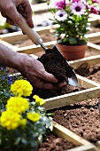 Square foot gardening (flower bed divided into squares)