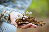 Woman holding fungi growing on piece of bark