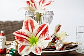 Place setting with Christmas tree decorations and amaryllis blooms (variety: Ambiance)