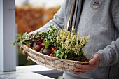 Man holding autumnal arrangement of heather, ivy and hyacinth bulbs