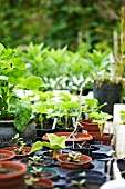 Assorted seedlings and pot plants in the garden