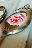 Pale pink rose reflected in antique hand mirror