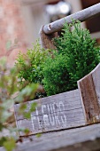 Small potted conifers in wooden crate
