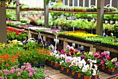 Garden flowers on display in greenhouse